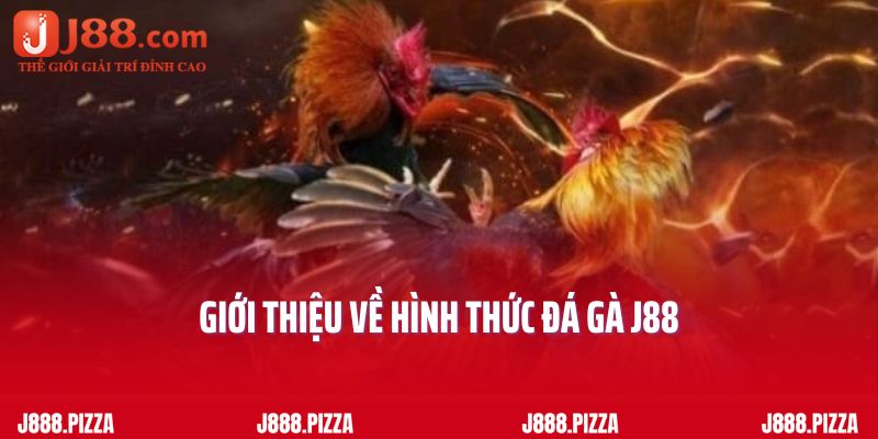 Giới thiệu về hình thức đá gà J88
